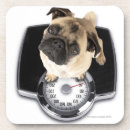 Suche nach bulldogge mit untersetzer Betrachten der kamera