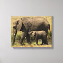 Suche nach afrikanische elefanten leinwandbilder Kalb
