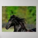 Suche nach friesian horse poster Tier
