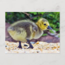 Suche nach goose postkarten Vogel