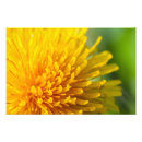 Suche nach taraxacum poster Blume