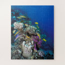 Suche nach korallenriff puzzle Fisch
