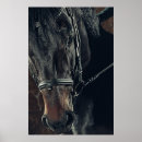Suche nach schönes pferd poster Haustiere
