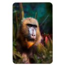 Suche nach primate magnete Afrikanische tiere