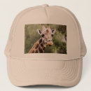 Suche nach die giraffen kappen Wild lebende tiere