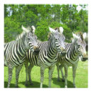 Suche nach zebras poster Wildtier