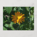 Suche nach blumenliebhaber karten Botanisch