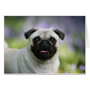 Suche nach kitz mops postkarten Alarm