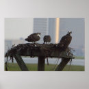 Suche nach nester poster Fotografie
