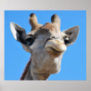 Suche nach zoo animal poster Giraffe