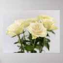 Suche nach schöne weiße rose poster Fotografie
