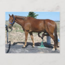 Suche nach horse postkarten Cowboy