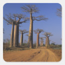 Suche nach baobab aufkleber Natur