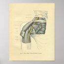 Suche nach schulter poster Anatomie
