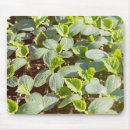 Suche nach gurken mousepads Für alle