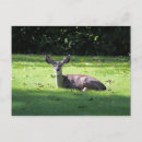 Suche nach rehe postkarten Tiere