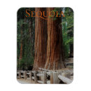 Suche nach sequoia magnete Nationalpark
