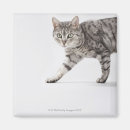 Suche nach schulter magnete Tier