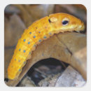 Suche nach raupe aufkleber Bunt