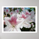 Suche nach rosa azaleen poster Jede person