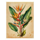 Suche nach paradiesvogel poster Aquarell