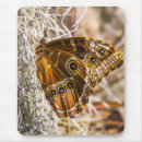 Suche nach blauer morpho schmetterling mousepads Insekt