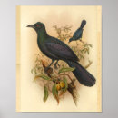 Suche nach vogeldrucke poster Vintag