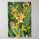 Suche nach orchideen blume poster Grün