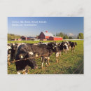 Suche nach rote kuh postkarten Kühe