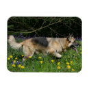 Suche nach schaferhund magnete Foto