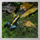 Suche nach darts poster Frosch