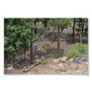 Suche nach baby deer poster Wald