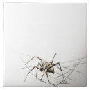 Suche nach spider fliesen Tiere