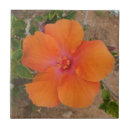 Suche nach orange hibiskus blume fliesen Fotografie