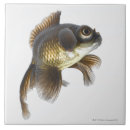 Suche nach goldfisch fliesen Flosse