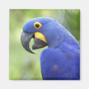 Suche nach brasilien magnete Tropisch