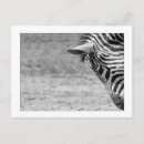 Suche nach zebra foto postkarten Tierwelt