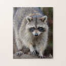Suche nach waschbär puzzle Neugierig