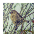 Suche nach spatz fliesen Natur