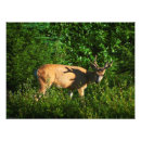 Suche nach schwarzer hirsch poster Buckel