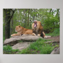 Suche nach löwe und löwin poster Katze