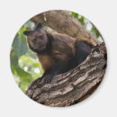 Suche nach niedliche affen magnete Zoo