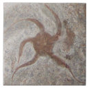 Suche nach versteinert fliesen Felsen