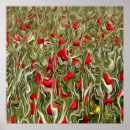 Suche nach opium poster Mohn
