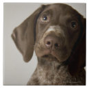 Suche nach brauner hund fliesen Niedlich