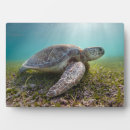 Suche nach meeresschildkröte fotoplatten Segel