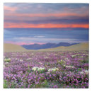 Suche nach düne fliesen Sonnenuntergang