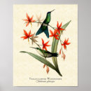Suche nach trochilidae poster Vintag