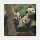 Suche nach shaanxi magnete Pete oxford