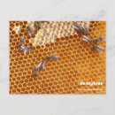 Suche nach honigbienen postkarten Natur